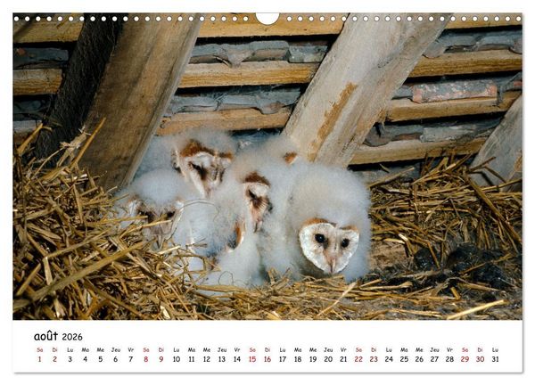Produktbild: La vie des chouettes, les dames de la nuit (Calendrier mural 2026 DIN A3 vertical), CALVENDO calendrier mensuel