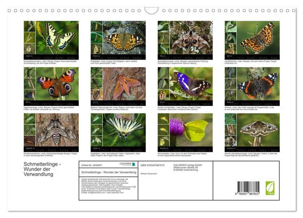 Produktbild: Schmetterlinge - Wunder der Verwandlung (Wandkalender 2026 DIN A3 quer), CALVENDO Monatskalender