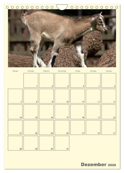 Produktbild: Zwergziegen (Wandkalender 2026 DIN A4 hoch), CALVENDO Monatskalender