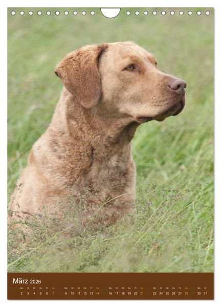 Produktbild: Chesapeake Bay Retriever 2026 (Wandkalender 2026 DIN A4 hoch), CALVENDO Monatskalender