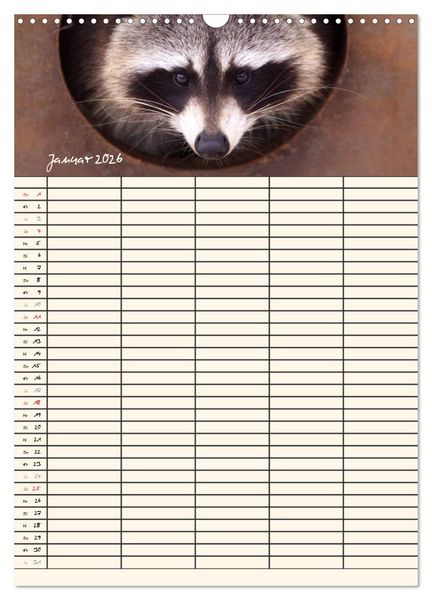 Produktbild: Waschb&auml;ren Familienplaner (Wandkalender 2026 DIN A3 hoch), CALVENDO Monatskalender
