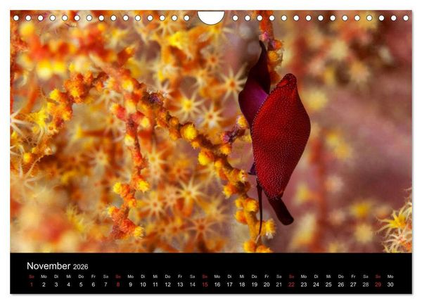 Produktbild: Faszinierendes Leben unter Wasser (Wandkalender 2026 DIN A4 quer), CALVENDO Monatskalender