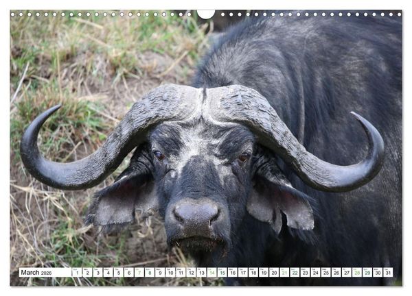 Produktbild: Big10 Of Masai Mara Kenya Africa (Wall Calendar 2026 DIN A3 landscape), CALVENDO 12 Month Wall Calendar