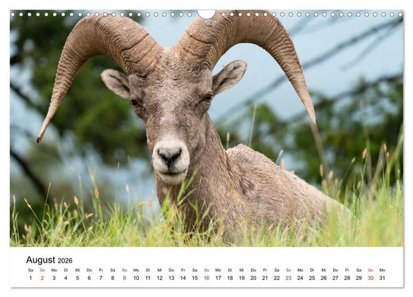 Produktbild: Fernweh Kanada - Naturerlebnis Rocky Mountains (Wandkalender 2026 DIN A3 quer), CALVENDO Monatskalender