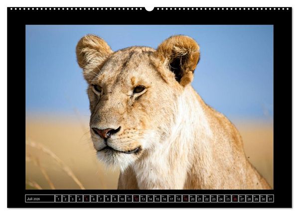 Produktbild: Afrikas Katzen (Wandkalender 2026 DIN A2 quer), CALVENDO Monatskalender
