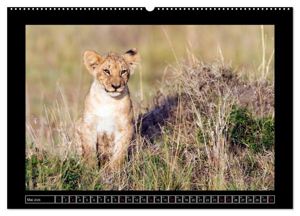 Produktbild: Afrikas Katzen (Wandkalender 2026 DIN A2 quer), CALVENDO Monatskalender