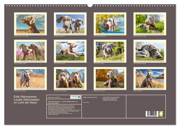 Produktbild: Edle Weimaraner. Loyale Silberseelen im Licht der Natur (Wandkalender 2026 DIN A2 quer), CALVENDO Monatskalender