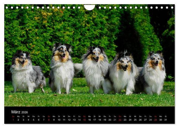 Produktbild: Sheltie 2026 (Wandkalender 2026 DIN A4 quer), CALVENDO Monatskalender