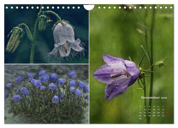 Produktbild: Blumenreise 2026 (Wandkalender 2026 DIN A4 quer), CALVENDO Monatskalender