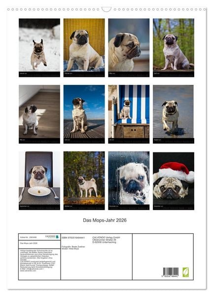 Produktbild: Das Mops-Jahr 2026 (Wandkalender 2026 DIN A2 hoch), CALVENDO Monatskalender