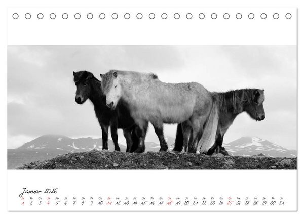 Produktbild: Islandpferde von Brimilsvellir (Tischkalender 2026 DIN A5 quer), CALVENDO Monatskalender