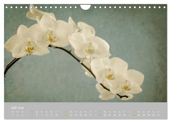 Produktbild: Orchideen Tr&auml;ume (Wandkalender 2026 DIN A4 quer), CALVENDO Monatskalender