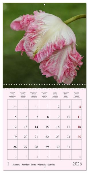 Produktbild: Les saisons en fleurs (Calendrier mural carr&eacute; 2026 30x30 cm) Calendrier double avec une page pour vos prises de notes