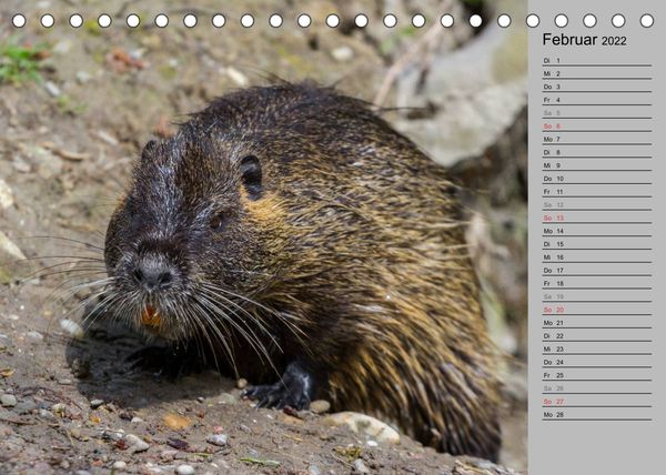 Produktbild: Nutrias (Myocastor coypus) (Tischkalender 2022 DIN A5 quer)