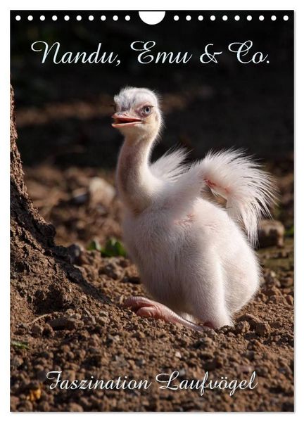 Produktbild: Nandu, Emu & Co. (Wandkalender 2027 DIN A4 hoch), CALVENDO Monatskalender