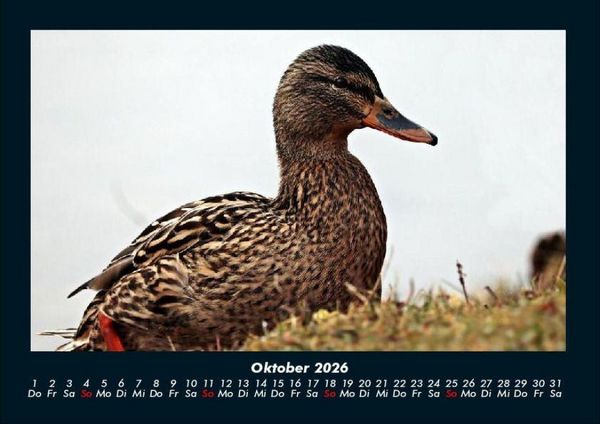 Produktbild: Enten 2026 Fotokalender DIN A4