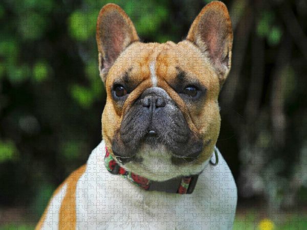 Produktbild: CALVENDO Puzzle Franz&ouml;sische Bulldogge - ein Freund f&uuml;r&acute;s Leben | 1000 Teile Lege-Gr&ouml;&szlig;e 64x48cm Foto-Puzzle f&uuml;r gl&uuml;ckliche Stunden