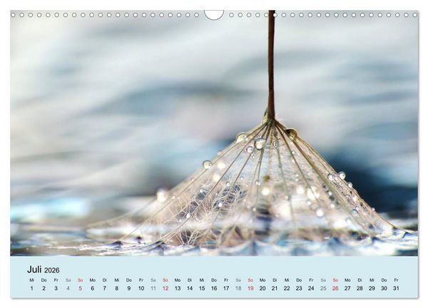 Produktbild: Naturjuwel Pusteblume (Wandkalender 2026 DIN A3 quer), CALVENDO Monatskalender
