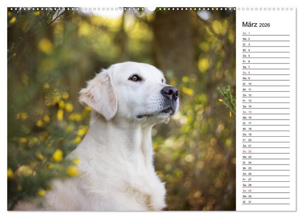Produktbild: Goldig durch das Jahr! (hochwertiger Premium Wandkalender 2026 DIN A2 quer), Kunstdruck in Hochglanz