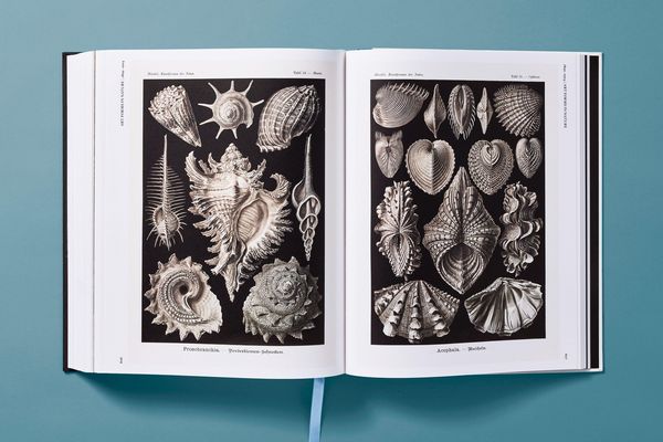 Produktbild: The Art and Science of Ernst Haeckel