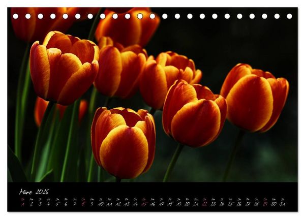 Produktbild: Florales Sonett - Visuelle Musik der Blumen (Tischkalender 2026 DIN A5 quer), CALVENDO Monatskalender