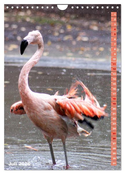 Produktbild: Rosarote Flamingo (Wandkalender 2026 DIN A4 hoch), CALVENDO Monatskalender