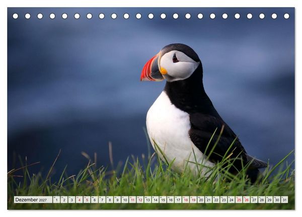 Produktbild: Papageitaucher - charmante Clowns (Tischkalender 2027 DIN A5 quer), CALVENDO Monatskalender