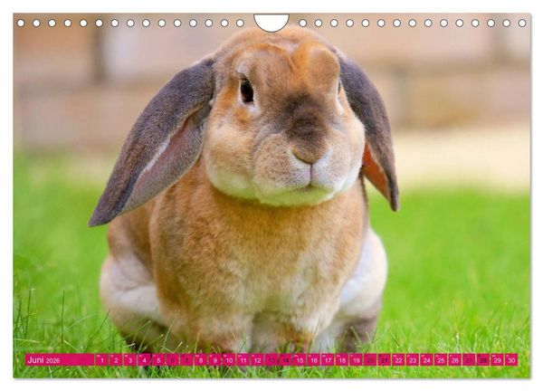 Produktbild: Kaninchen. Putzig, flauschig und geliebt (Wandkalender 2026 DIN A4 quer), CALVENDO Monatskalender