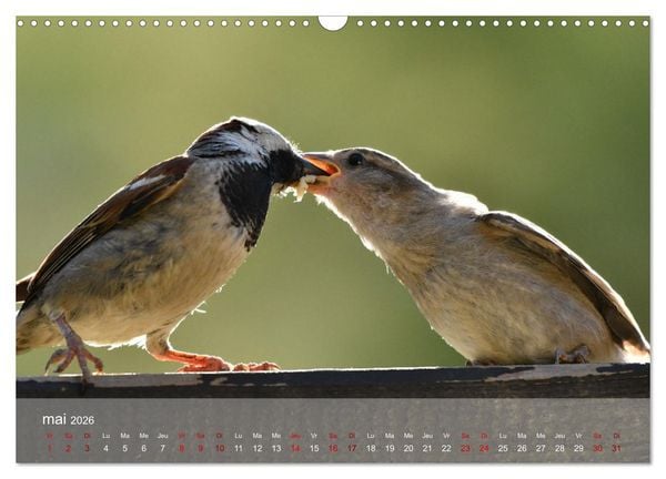 Produktbild: Oiseaux, Papillons et Libellules (Calendrier mural 2026 DIN A3 vertical), CALVENDO calendrier mensuel