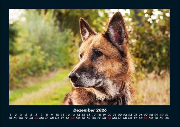 Produktbild: Hundezauber 2026 Fotokalender DIN A4