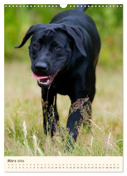 Produktbild: Labrador Retriever (Wandkalender 2026 DIN A3 hoch), CALVENDO Monatskalender