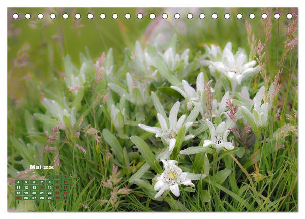 Produktbild: Gro&szlig;glockner wundersch&ouml;ne Berg- und Tierwelt (Tischkalender 2026 DIN A5 quer), CALVENDO Monatskalender