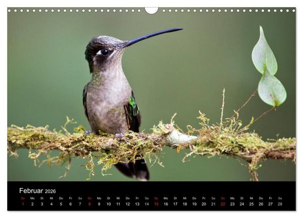 Produktbild: Der Kolibrikalender (Wandkalender 2026 DIN A3 quer), CALVENDO Monatskalender