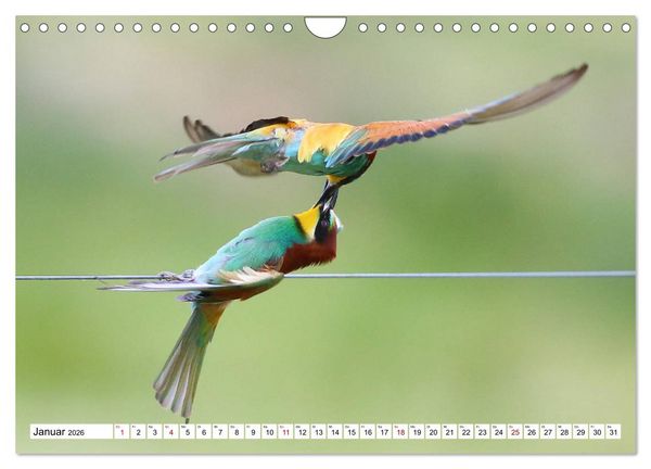 Produktbild: V&ouml;gel in der Extremadura (Wandkalender 2026 DIN A4 quer), CALVENDO Monatskalender