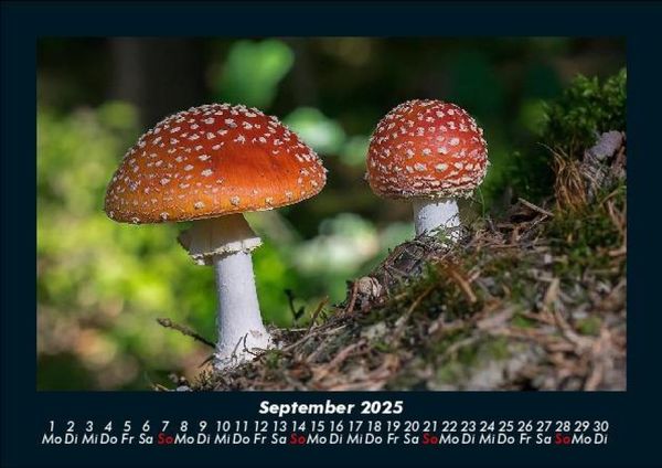 Produktbild: Pilzkalender 2025 Fotokalender DIN A5