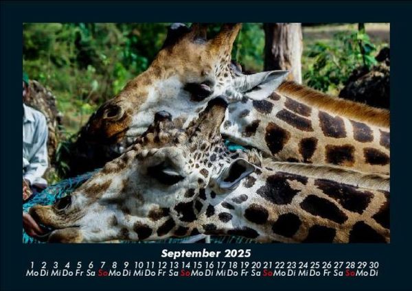 Produktbild: Giraffen 2025 Fotokalender DIN A5