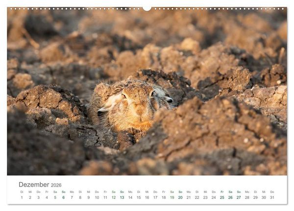 Produktbild: Feldhasen - dem Langohr auf der Spur (Wandkalender 2026 DIN A2 quer), CALVENDO Monatskalender