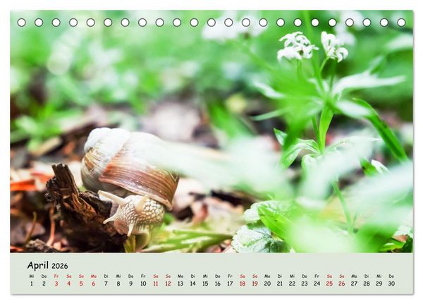 Produktbild: Waldbaden - Durch Achtsamkeit zu einer besseren Gesundheit (Tischkalender 2026 DIN A5 quer), CALVENDO Monatskalender