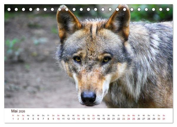 Produktbild: W&ouml;lfe 2026. Tierische Impressionen (Tischkalender 2026 DIN A5 quer), CALVENDO Monatskalender
