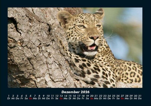 Produktbild: Tiere in der Wildnis 2026 Fotokalender DIN A4