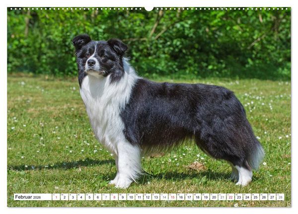 Produktbild: Traumhund Border Collie (hochwertiger Premium Wandkalender 2026 DIN A2 quer), Kunstdruck in Hochglanz