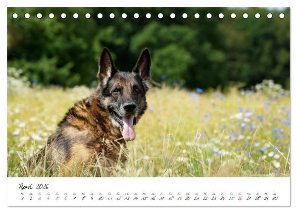 Produktbild: Der graue Deutsche Sch&auml;ferhund (Tischkalender 2026 DIN A5 quer), CALVENDO Monatskalender