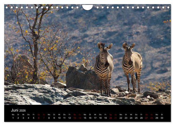 Produktbild: Afrika - Faszination Tierwelt (Wandkalender 2026 DIN A4 quer), CALVENDO Monatskalender
