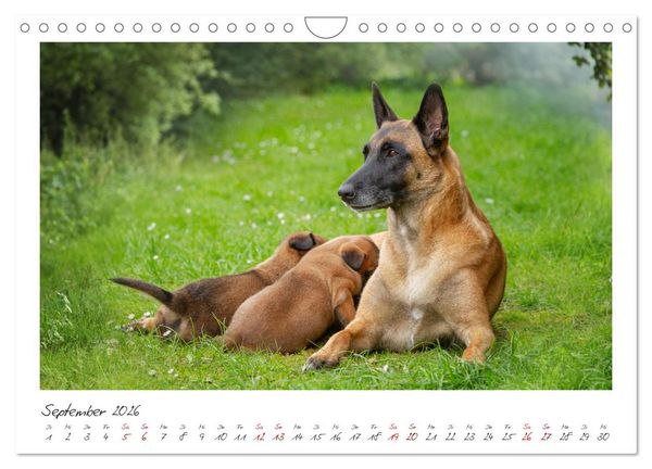 Produktbild: Traumhund Malinois (Wandkalender 2026 DIN A4 quer), CALVENDO Monatskalender