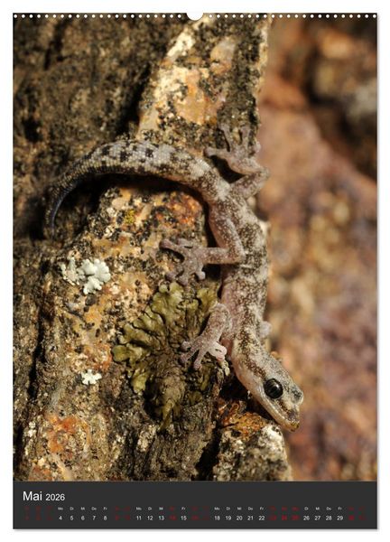 Produktbild: GECKOS (Wandkalender 2026 DIN A2 hoch), CALVENDO Monatskalender