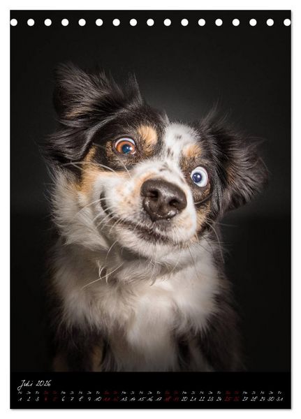 Produktbild: Hunde-Augen-Blicke (Tischkalender 2026 DIN A5 hoch), CALVENDO Monatskalender
