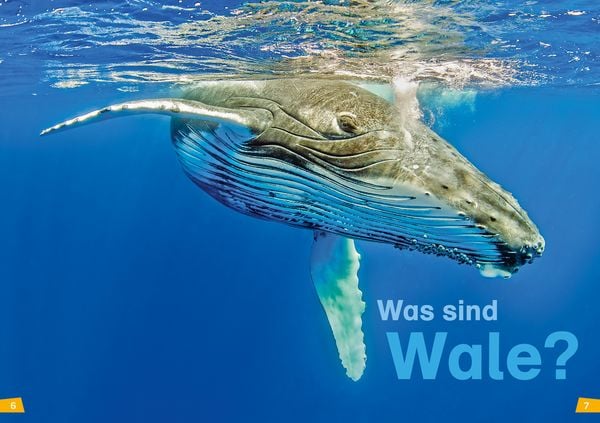 Produktbild: WAS IST WAS Erstes Lesen Band 1. Wale und Delfine