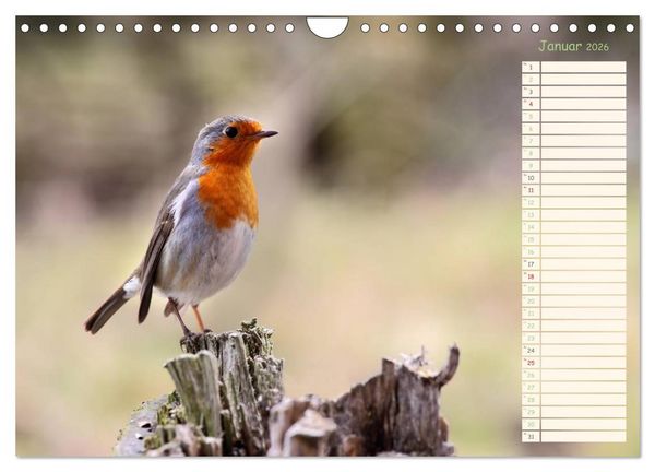 Produktbild: Gefiederte Sch&ouml;nheiten - Das Rotkehlchen / Planer (Wandkalender 2026 DIN A4 quer), CALVENDO Monatskalender