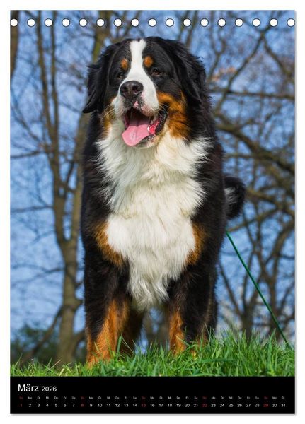 Produktbild: Faszination Berner Sennenhund (Tischkalender 2026 DIN A5 hoch), CALVENDO Monatskalender