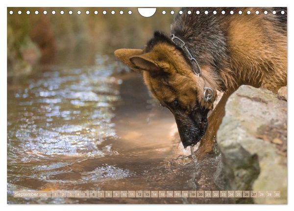 Produktbild: Sch&auml;ferhunde - Freunde auf 4 Pfoten (Wandkalender 2026 DIN A4 quer), CALVENDO Monatskalender